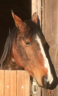 Cheyenne Cheyenne