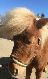 Blondie Blondie